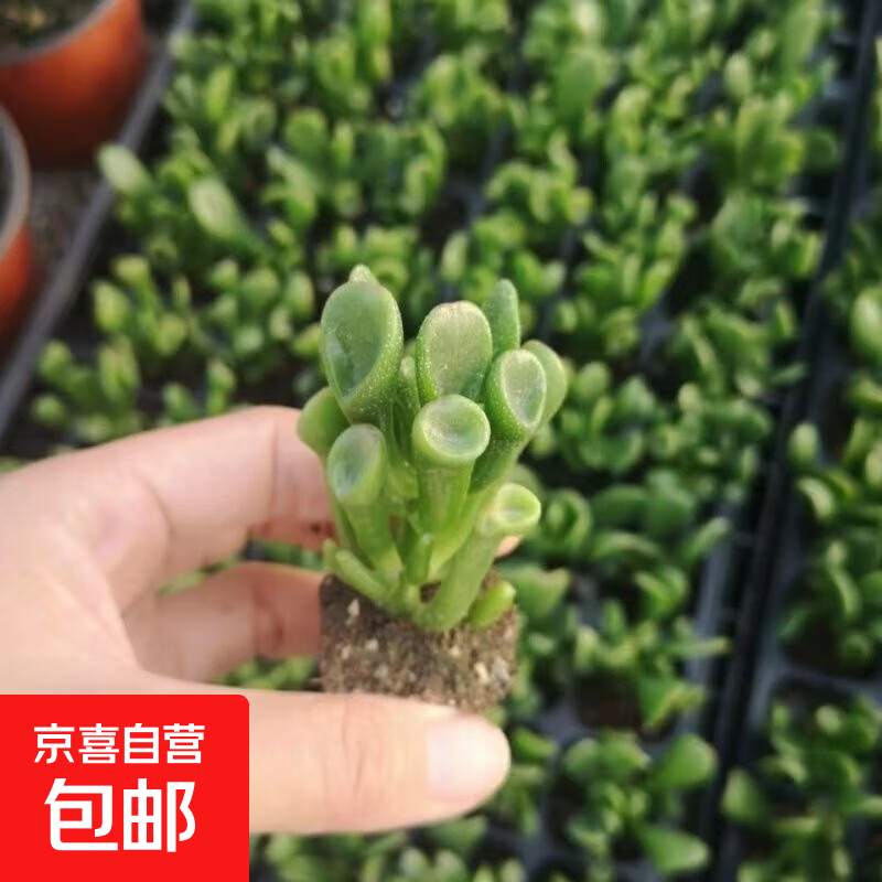 �вƽ������� ������1�� ��������ֱ�� 1.01Ԫ