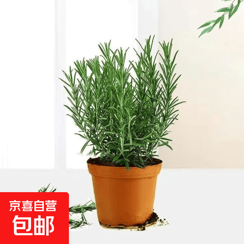 迷迭香苗盆栽可食用驱蚊植物香草薄荷苗绿植物室内煎牛排水培花卉 迷迭香原盆土1盆 盆径约12cm 含盆高约25cm