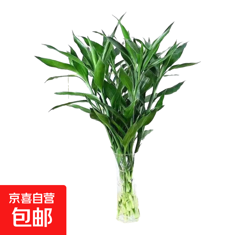 特价富贵竹广州发货水培植物好养易活懒人节节高办公室内礼物七夕 5枝60cm-70cm