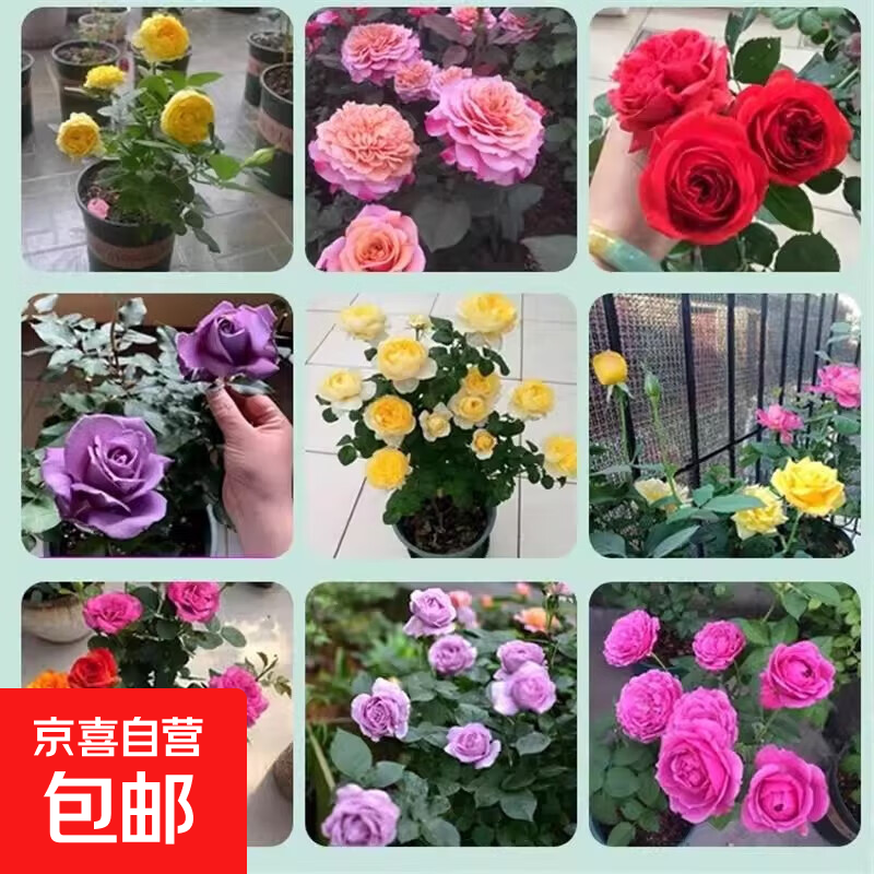【云南】昆明玫瑰花苗老桩当年开花大花浓香月季老根花卉绿植盆栽 颜色随机1颗