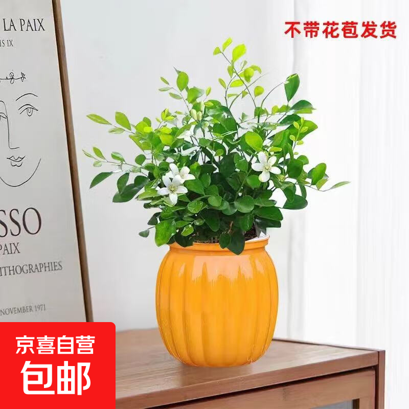 新水培驱蚊九里香七叶莲盆栽室内好养驱蚊绿植带盆高度15-20cm 九里香+自动吸水塑料橙色南瓜盆【1盆】 花盆口径约为10cm