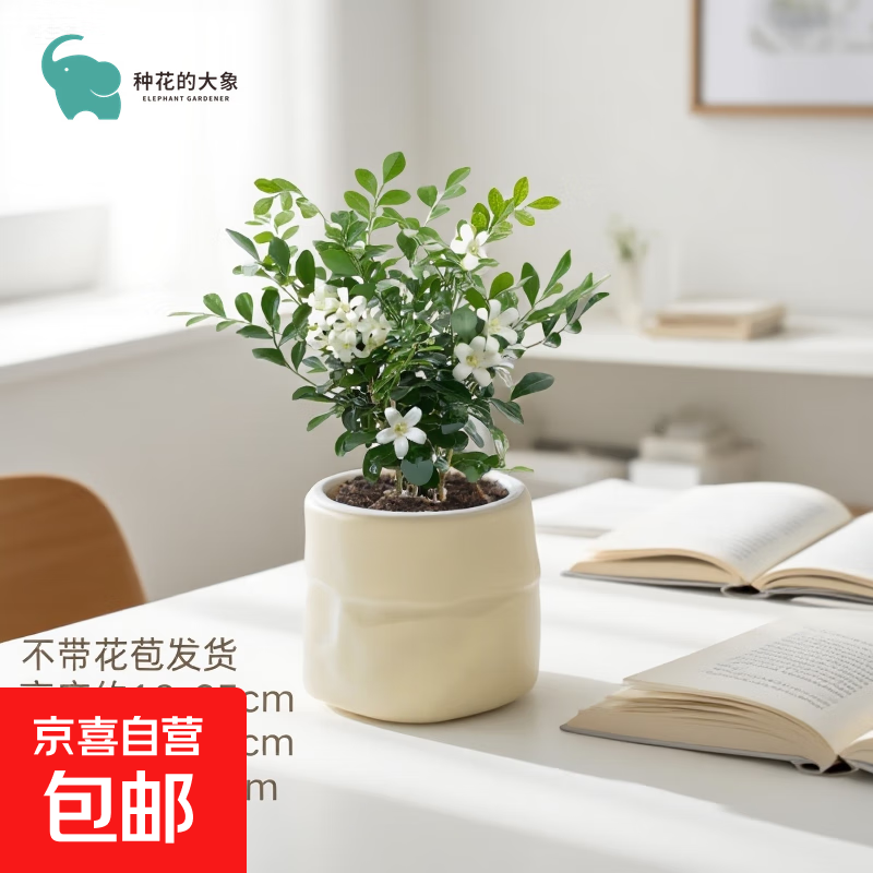 九里香盆栽绿植室内桌面小摆件浓香驱蚊植物四季好养净化空气花卉 九里香+米色布袋树脂套盆