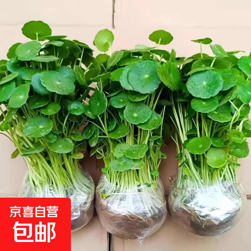大叶铜钱草水培植物室内好养鱼缸水草专用水养金钱草花卉绿植盆栽 铜钱草1盆不含盆+送营养液