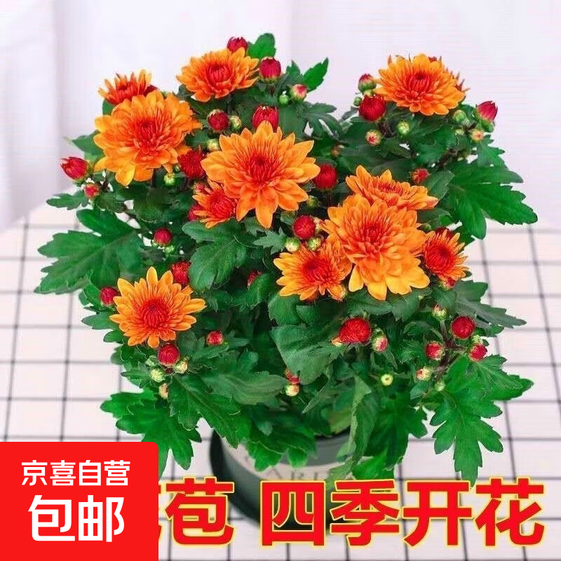 重瓣荷兰菊带花苞室内阳台耐寒耐热庭院开花花卉绿植盆栽小雏菊苗 带花苞发货（橙色3-4颗）原土发货+肥料