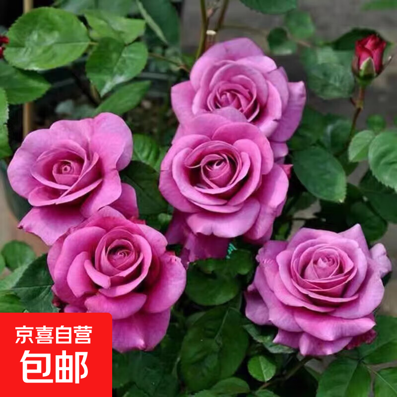 【云南】昆明玫瑰花苗老桩当年开花大花浓香月季老根花卉绿植盆栽 21紫玫瑰（老桩苗四季开花）