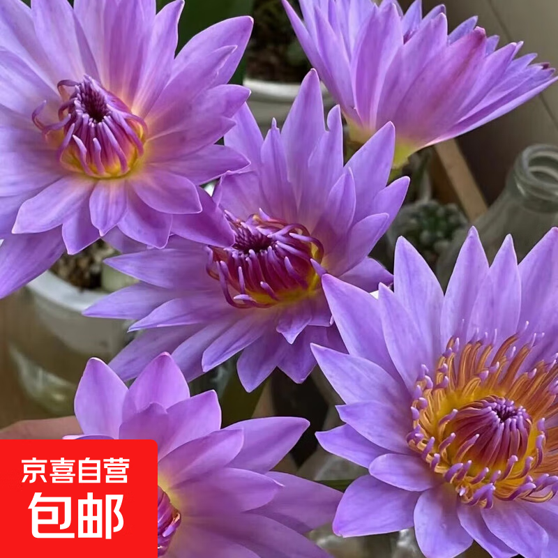 【睡莲】水养鲜花云南昆明基地花材鲜切花瓶插花38妇女节生日礼物 紫色睡莲5枝