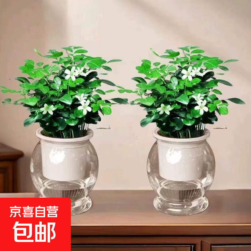 【带盆高度15-20cm】特价水培驱蚊九里香七叶莲盆栽好养驱蚊绿植 九里香+自动吸水鱼缸盆【2盆】 花盆口径约为10cm