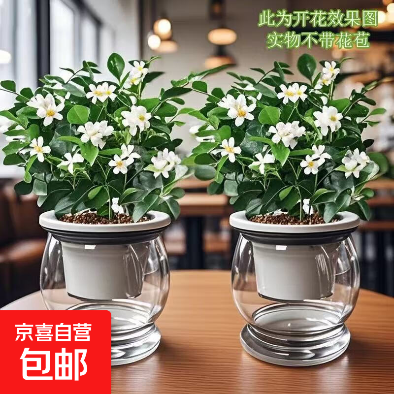 【带盆高度15-20cm】水培驱蚊九里香七叶莲盆栽室内好养驱蚊绿植 九里香+自动吸水塑料灰色鱼缸盆【2盆】 花盆口径约为10cm