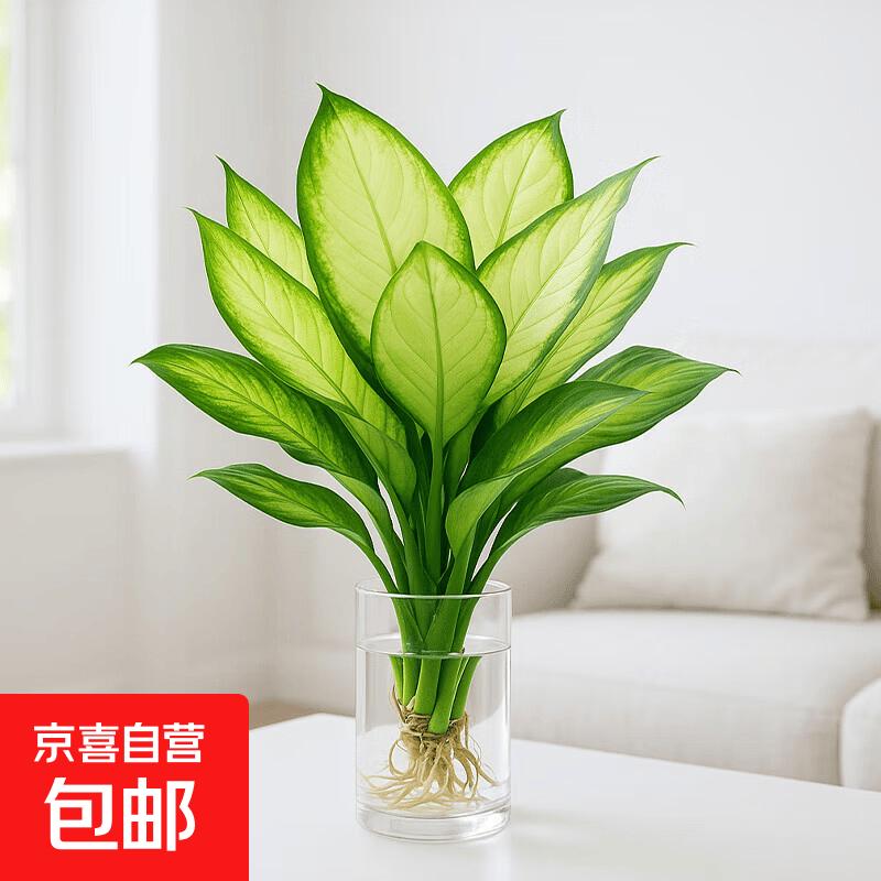 玛丽安水培植物万年青好养盆栽室内富贵竹办公室客厅花卉净化空气 玛丽安25-30厘米1棵【不含瓶】