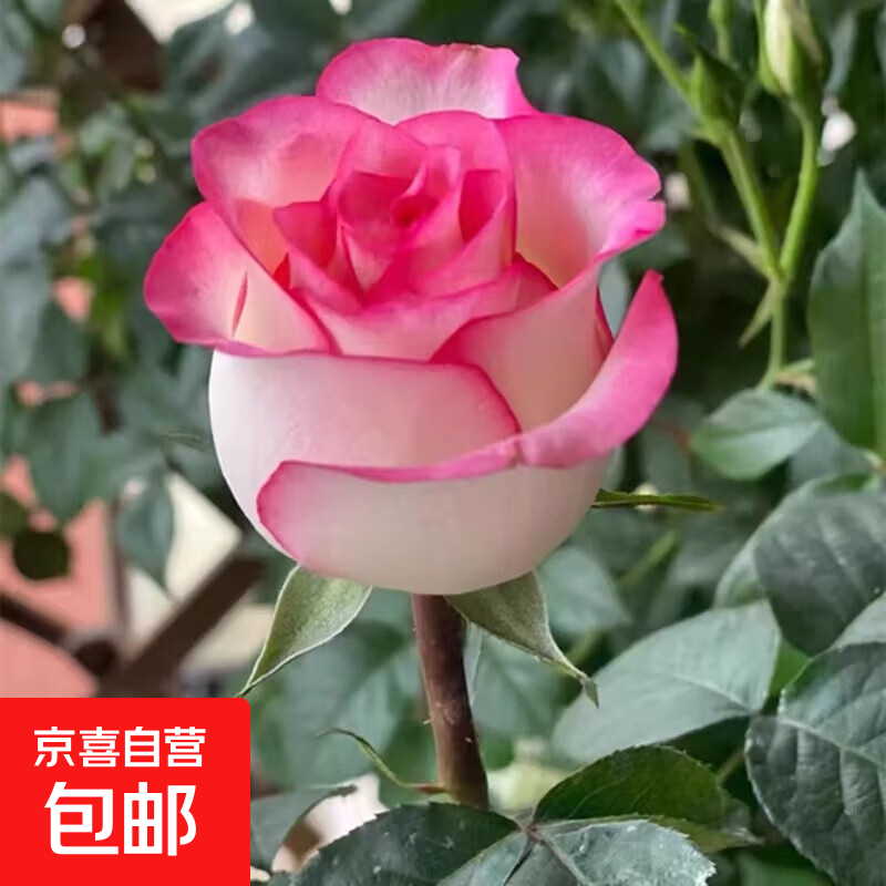 �����ϡ�����õ�廨����׮���꿪����Ũ���¼��ϸ�������ֲ���� 3��ɯ����׮���ļ������� 1.01Ԫ