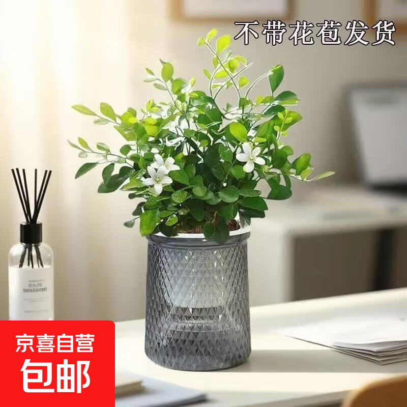 新水培驱蚊九里香七叶莲盆栽室内好养驱蚊绿植带盆高度15-20cm 九里香+自动吸水塑料繁星盆【1盆】 花盆口径约为10cm