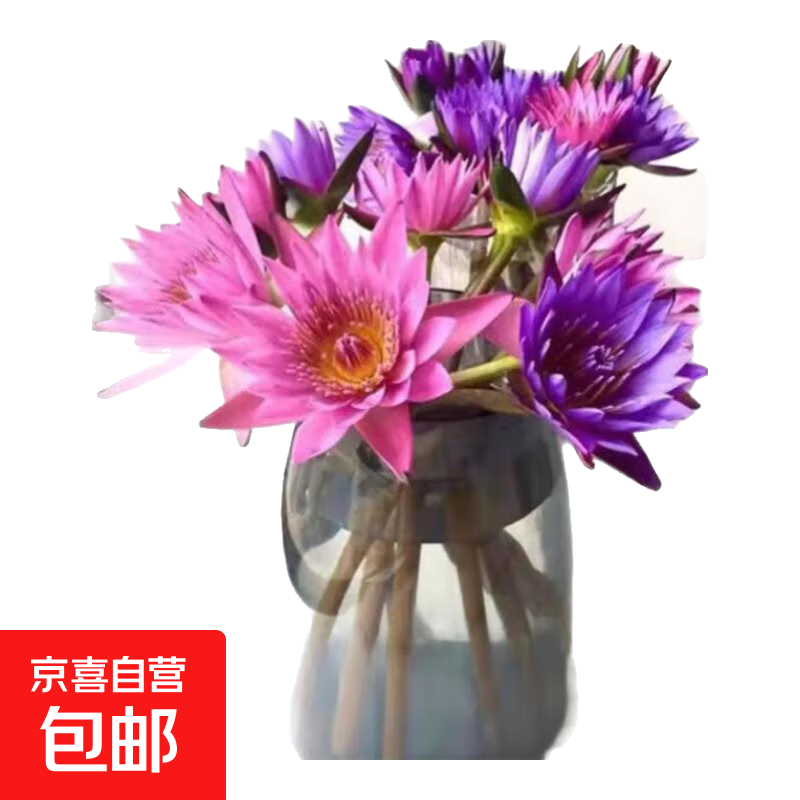 【睡莲】水养鲜花云南昆明基地花材鲜切花瓶插花38妇女节生日礼物 随机色睡莲10枝