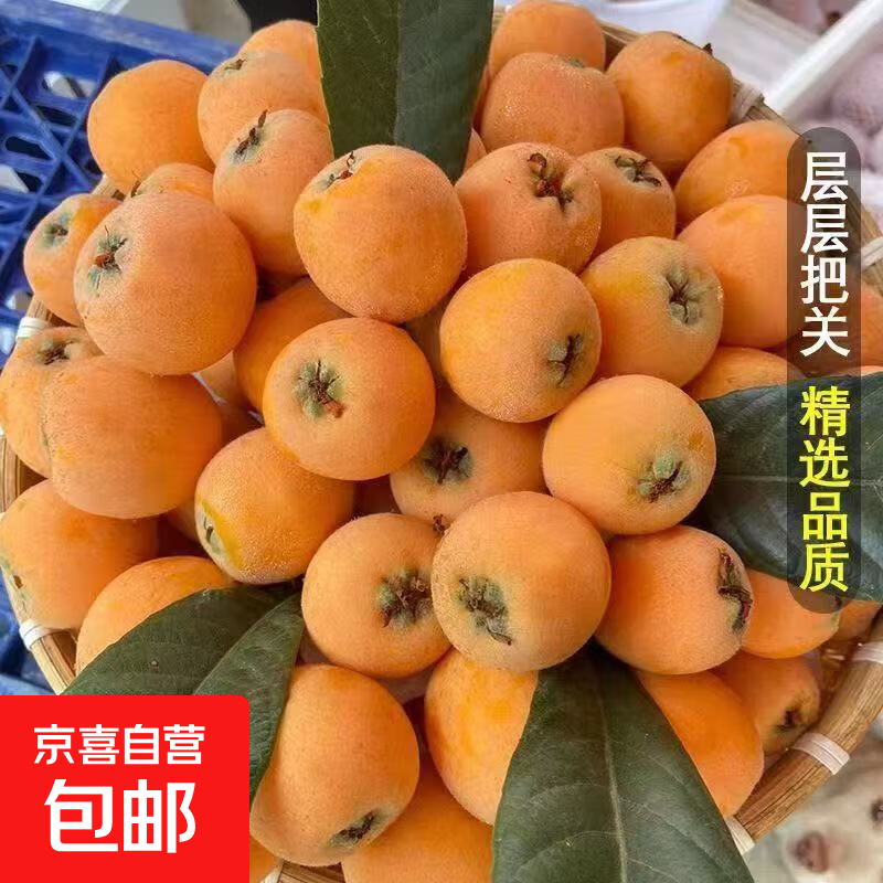 云南蒙自甜枇杷新鲜水果当季长虹琵琶枇杷现摘树上熟整箱 2斤尝鲜装（单果重15克+）