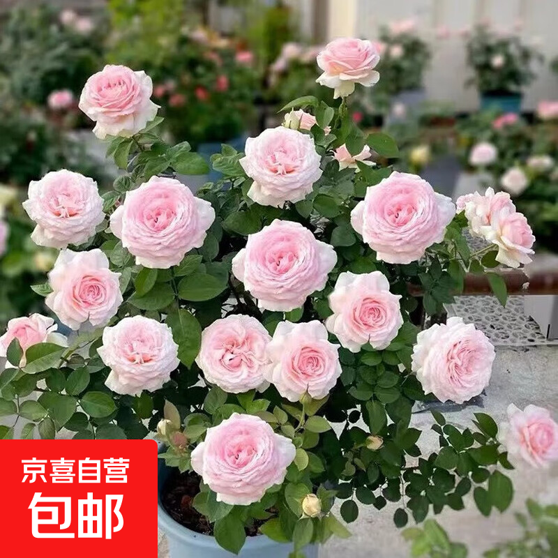 ���� 53������ɯ õ�廨����׮ ��Ũ���¼� �ļ��������� 1.27Ԫ