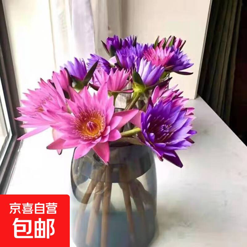 【睡莲】水养鲜花云南昆明基地直发花材鲜切花瓶插花七夕节礼物 随机色睡莲5枝