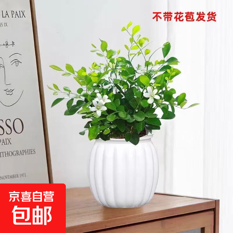 新水培驱蚊九里香七叶莲盆栽室内好养驱蚊绿植带盆高度15-20cm 九里香+自动吸水塑料白色南瓜盆【1盆】 花盆口径约为10cm