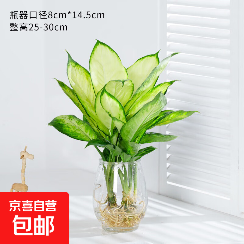 玛丽安水培植物万年青好养盆栽室内富贵竹办公室客厅花卉净化空气 玛丽安25-30厘米3棵+【龙蛋玻璃瓶】