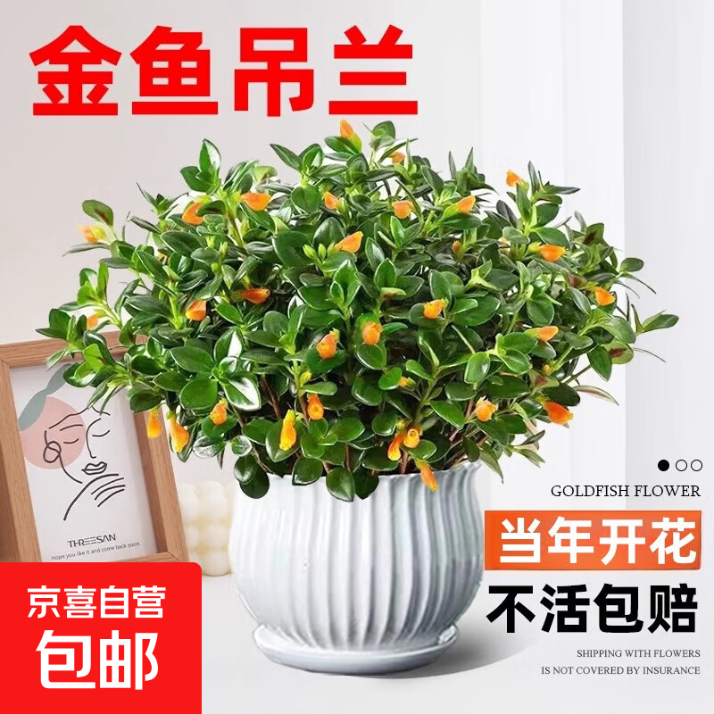 四季常青金鱼花吊兰盆栽室内绿植花卉多肉植物发财树好养易活客厅 01：金鱼吊兰21-29棵+白色陶瓷盆