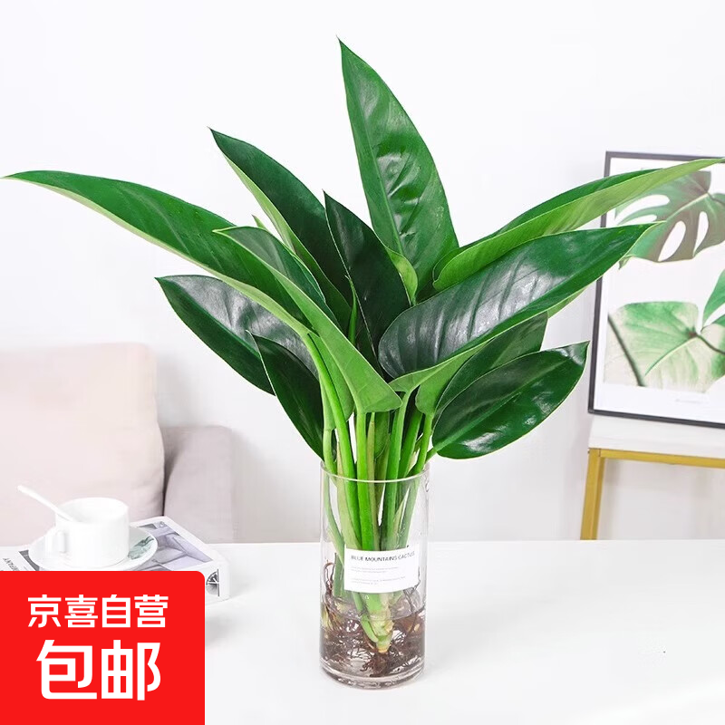 ���ڲ��������������ˮ��ֲ�ﻨ�������Ҷ�̹�������������ıȩˮ����ֲ ����ֲ������衿-����30-40cm��3�á� 11.98Ԫ