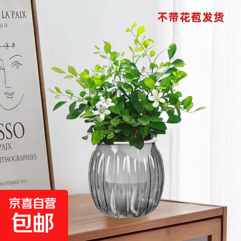 【带盆高度15-20cm】水培驱蚊九里香七叶莲盆栽室内好养驱蚊绿植 九里香+自动吸水塑料灰色南瓜盆【1盆】 花盆口径约为10cm