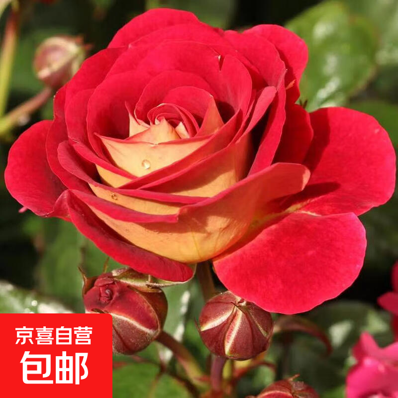 ���ڲ����������ϡ�����õ�廨����׮���꿪����Ũ���¼��ϸ�������ֲ���� 27���ǣ���׮���ļ������� 1.16Ԫ