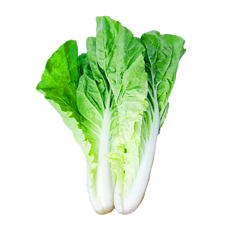 長耕四季奶油快菜種籽小白菜種子速生快菜種子春秋盆栽青菜蔬菜種孑 光速快菜小白菜100g/夏播20天收