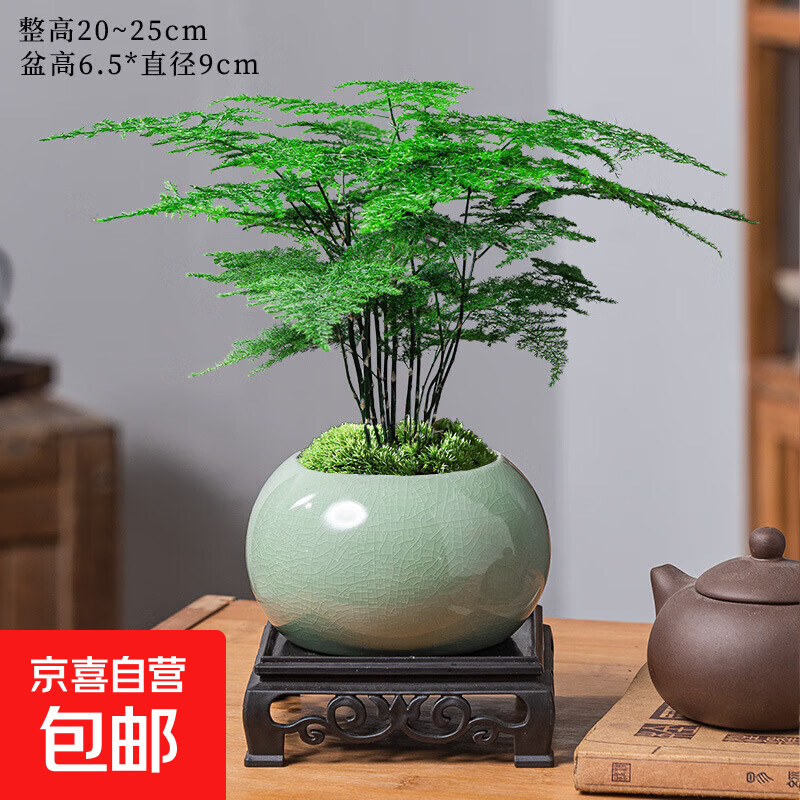文竹盆栽植物室内花卉盆景客厅办公室桌面小绿植好养云竹四季常青 精品文竹+冰裂釉陶盆+底托+苔藓