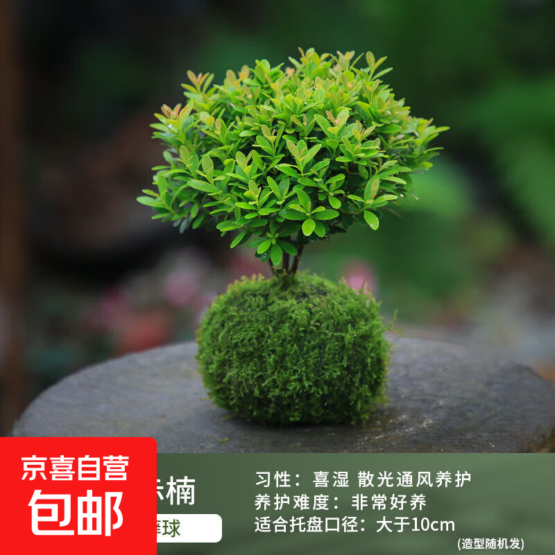 小叶赤楠盆栽水培苔藓球迷你小盆景植物室内办公室桌面摆件绿植 精品小叶赤楠【水培苔藓球】 含盆高度15-20cm