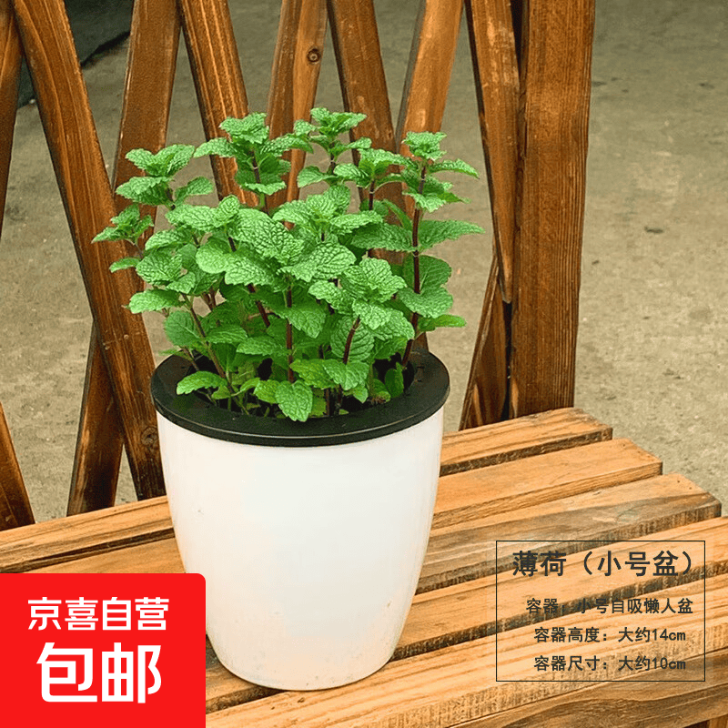 盆栽可食用新鲜薄荷叶盆栽清凉茶可做冷饮的香草室内好养植物 小盆薄荷吸水懒人盆 含盆