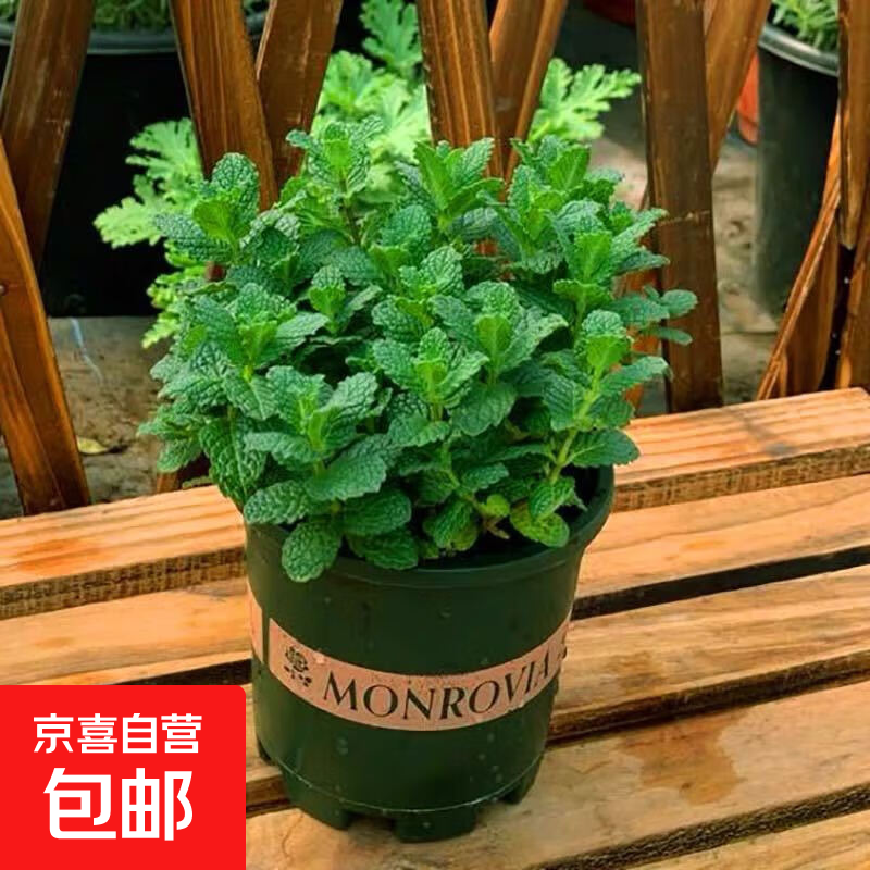 盆栽可食用新鲜薄荷叶盆栽清凉茶可做冷饮的香草室内好养植物 小盆薄荷0.5加仑盆 含盆