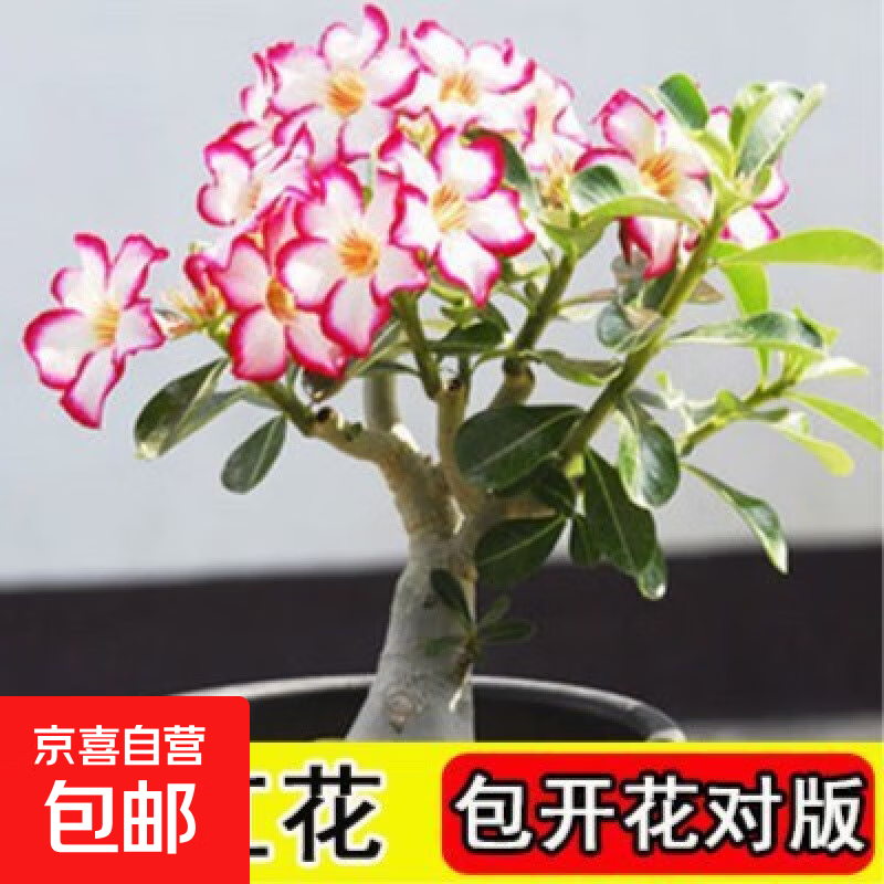 优质沙漠玫瑰花苗盆栽四季花卉绿植物老桩室内阳台小盆景开花不断 小红花 沙漠玫瑰裸根小苗1颗 高度5cm