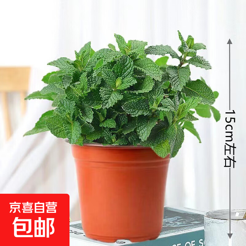 盆栽可食用新鲜薄荷叶盆栽清凉茶可做冷饮的香草室内好养植物 小盆薄荷(此选项不含盆) 含盆