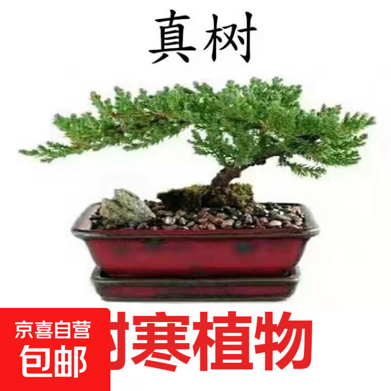 迎客松盆景植物室内松树绿植花卉小盆栽四季常青真树造型盆景树桩 造型苗30cm长+送塑料方形盆 不含盆