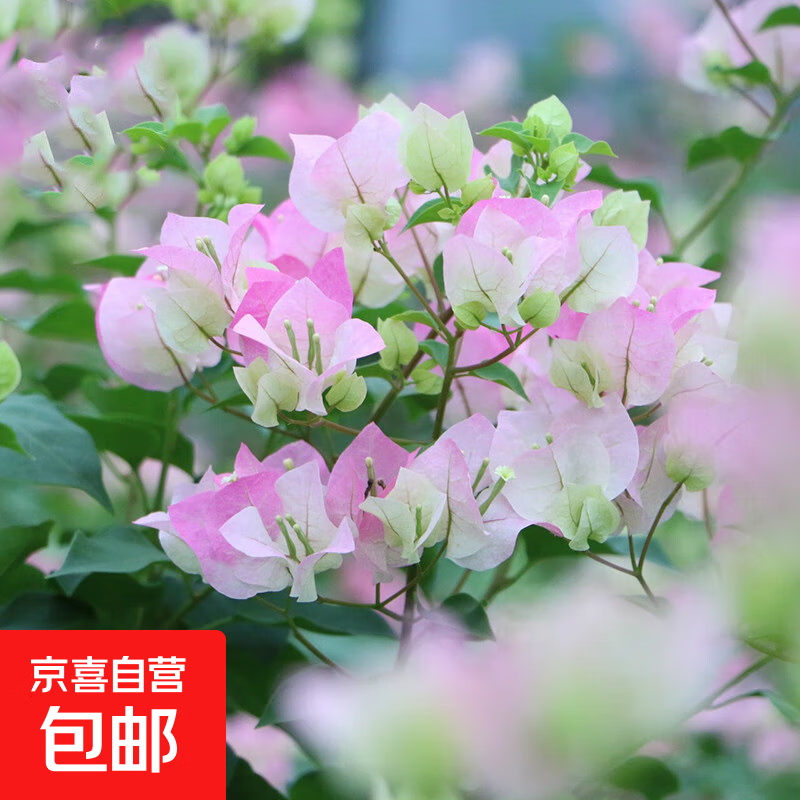 重瓣红三角梅盆栽带花三角梅苗勤花品种爬藤老桩室内花卉植物四季 绿樱 3年苗【当年开花】不含盆