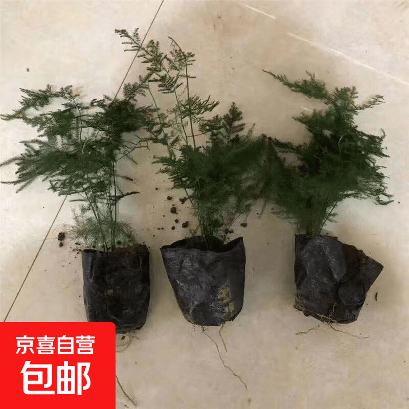 文竹盆栽植物办公室内绿植花卉客厅净化空气四季常青大棵文竹盆景 15-20厘米小文竹3盆(带土球发货)
