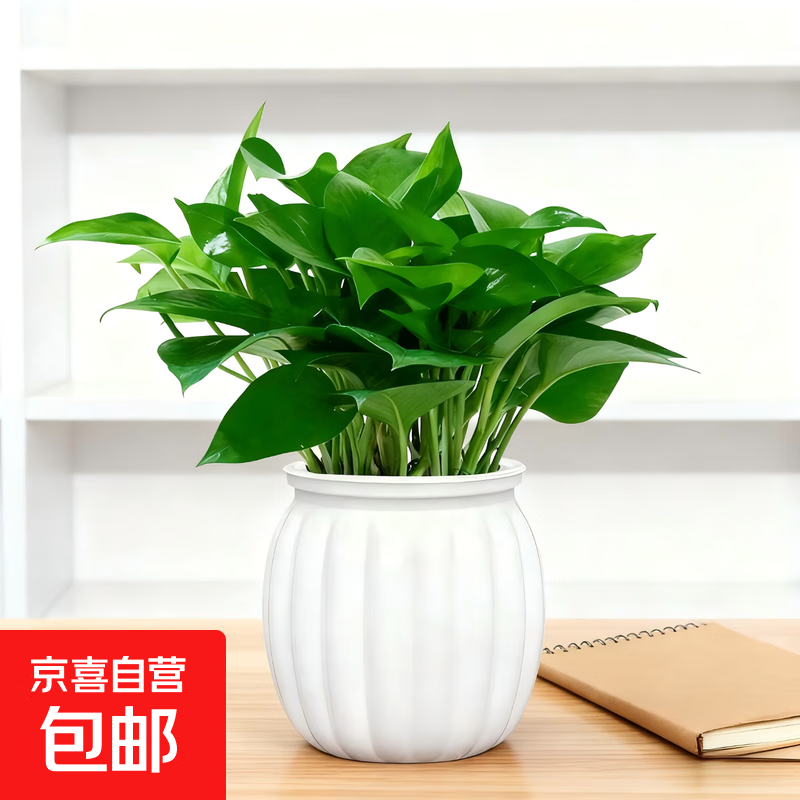 吉利红金钻发财树鸭脚木绿植好养室内桌面盆栽除甲醛植物真花卉 【一盆】绿萝+白色吸水盆 下单即送肥料