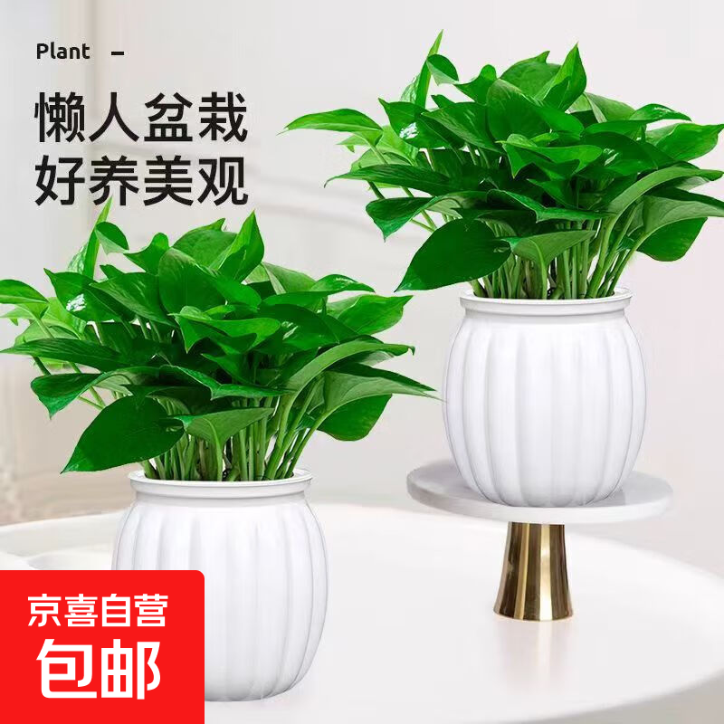 绿萝除甲醛室内净化空气水培植物懒人办公防辐射新房必备绿植鲜花 【2盆】冠幅15cm绿萝+白色南瓜盆