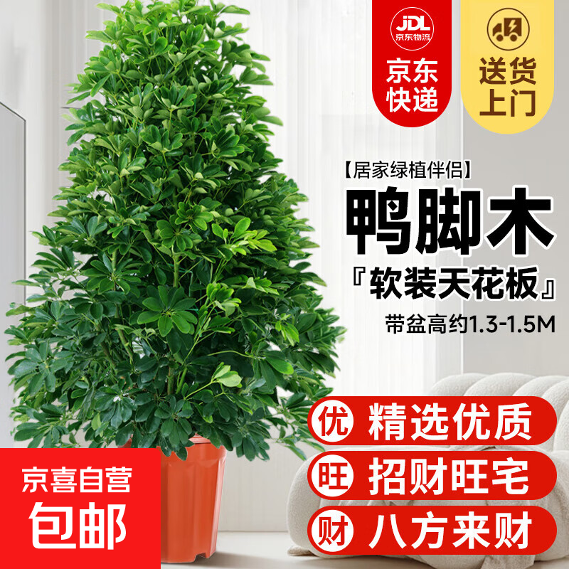 ѼľԴڿֲ˷Ѽľֲļв ˷Ѽľ1.3-1.5+ԭװ