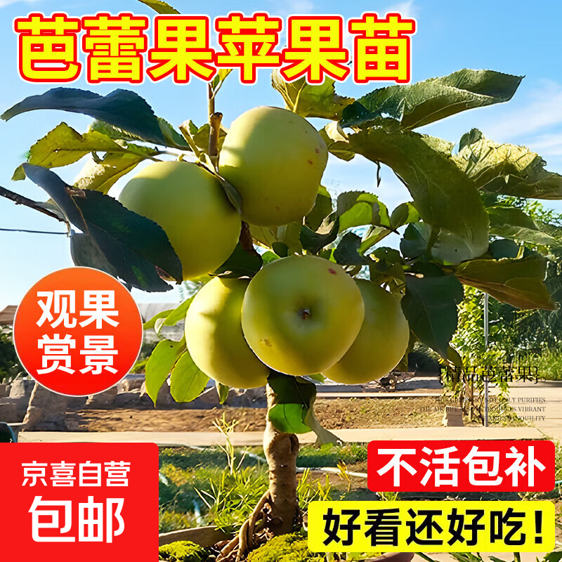 老桩苹果盆栽盆景苗30