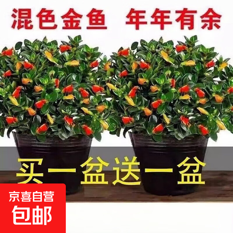 四季常青金鱼花吊兰盆栽室内绿植花卉多肉植物发财树好养易活客厅 金鱼吊兰原土盆【买1送1发两盆】
