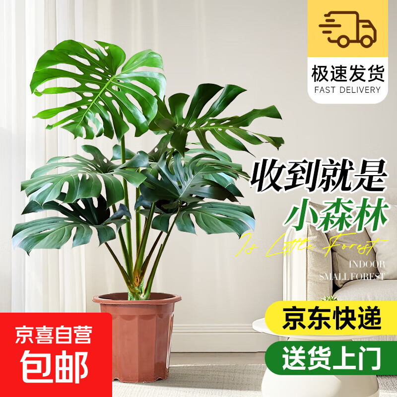 걳ԴڿֲֲͥԺǰ̨׮Ҷ ׮걳1-1.1סԭ衿