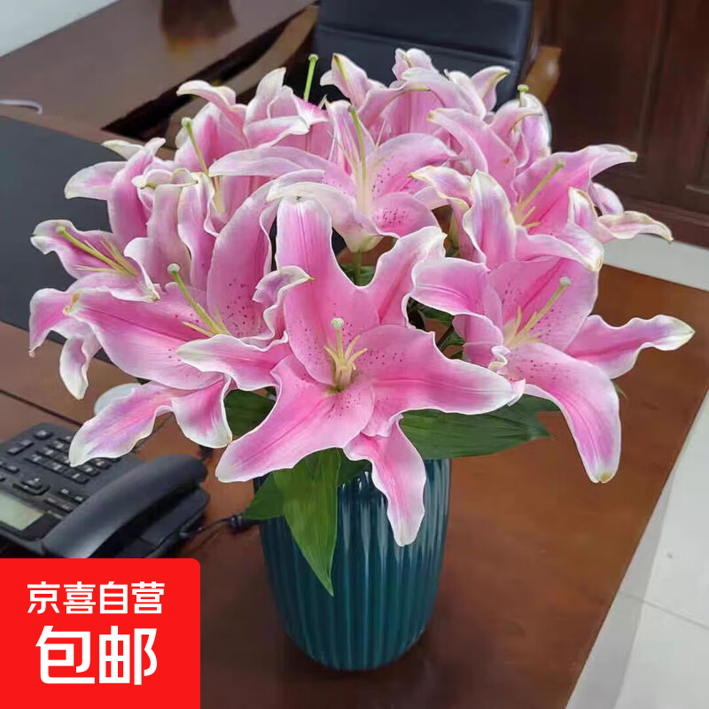 云南香水百合鲜花索尔邦粉色百合花香味浓花期长基地新鲜直发 粉百合9-10个花朵+赠送营养液