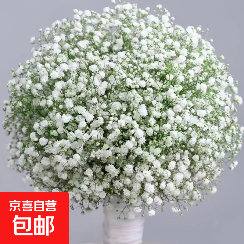 鲜切花吸色鲜切花好养花期长可做干花云南基地直发 白色满天星500g