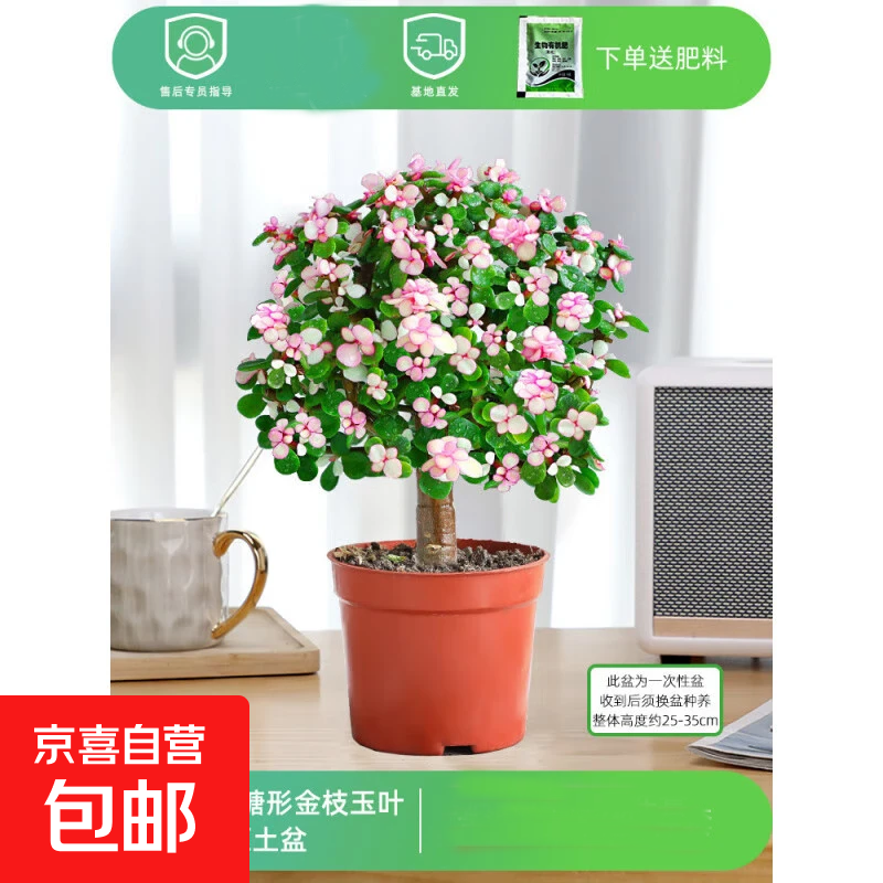 盆栽水培多肉植物室内花卉办公老桩绿植净化好养肉肉盆景 老桩金枝玉叶(独杆棒棒糖形)原盆 含盆