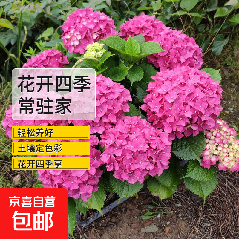 小苗