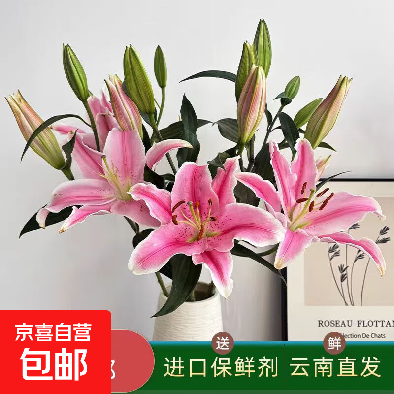 云南香水百合鲜花索尔邦粉色百合花香味浓花期长基地新鲜直发 粉百合6个花朵+赠送营养液