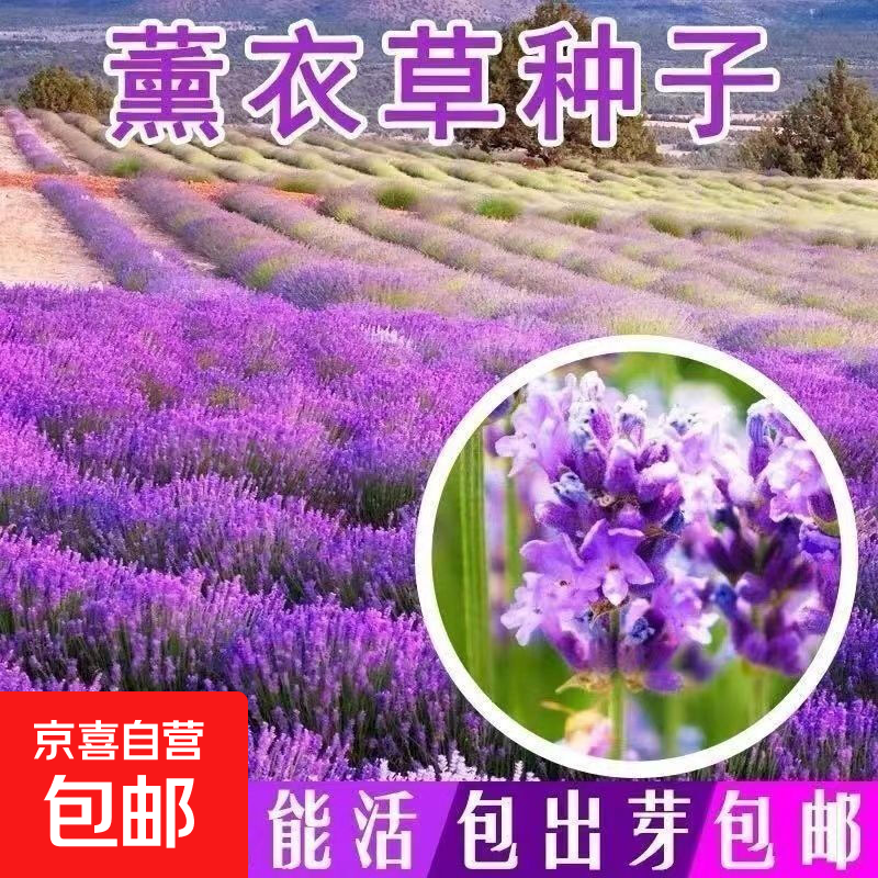 ޹�²����� ��Ҷ������˹�� �ļ���ͥԺ��̨���� 1��Լ500�� 1.01Ԫ