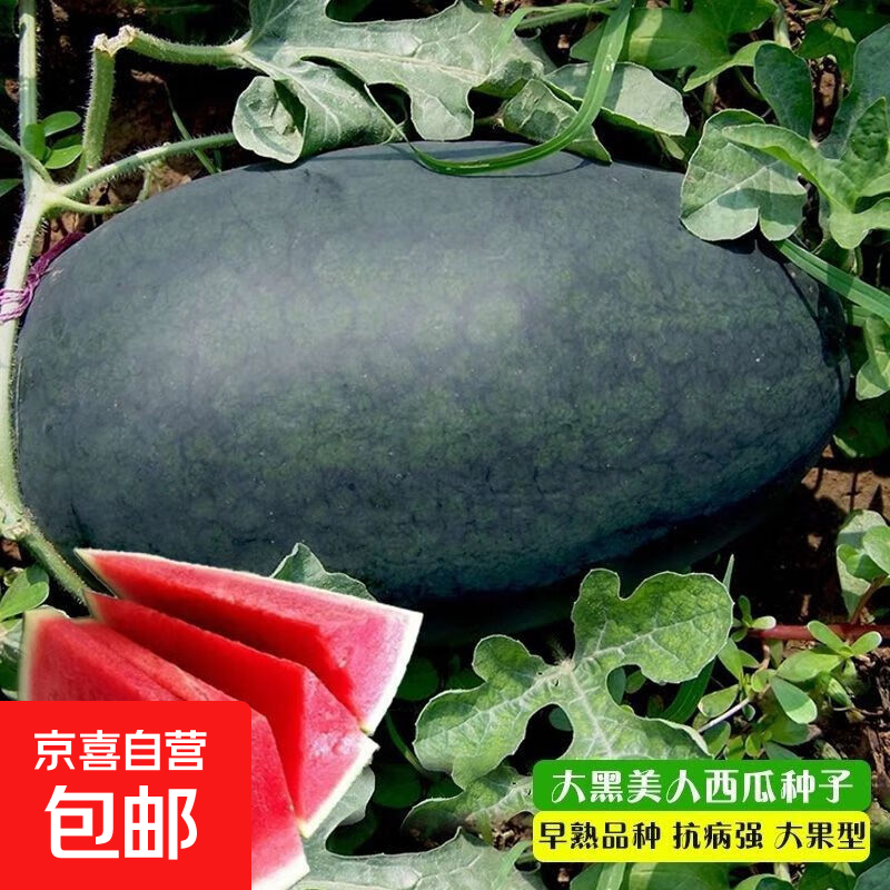 【亏本冲量】水果套餐草莓圣女果羊角蜜西瓜阳台盆栽农家瓜种大全 黑美人西瓜种子1包约50粒