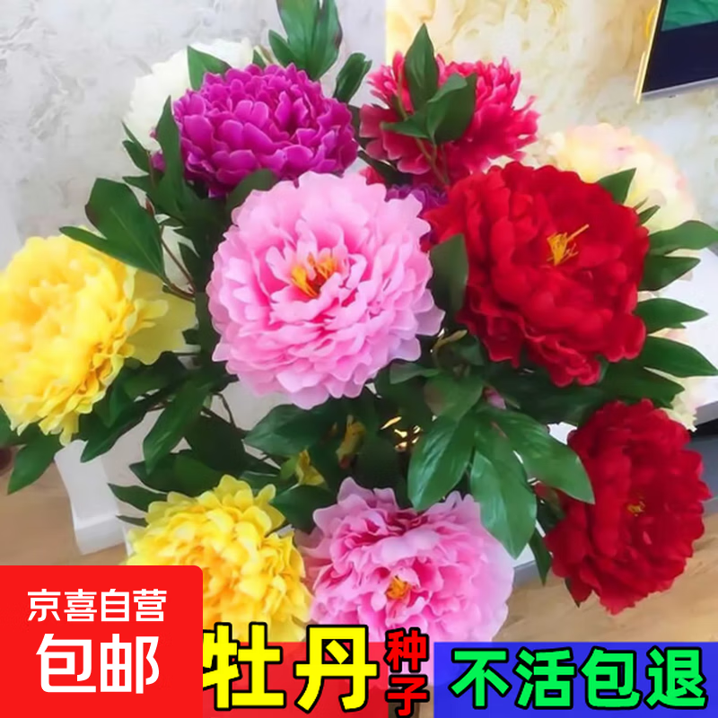 ����ĵ�������� �ذ������ ��ɫ��ѡ 1��Լ15�� 1.1Ԫ