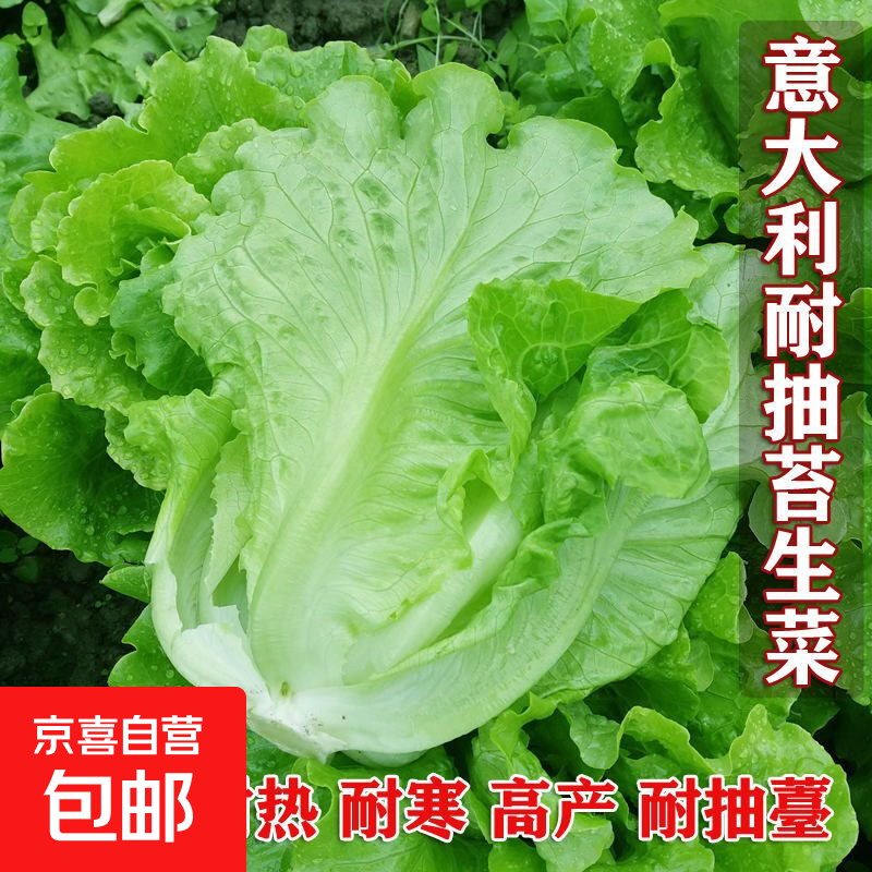 【亏本冲量】意大利耐抽苔生菜种子耐热耐寒四季种阳台蔬菜种籽 意大利生菜种子 1包约1000粒